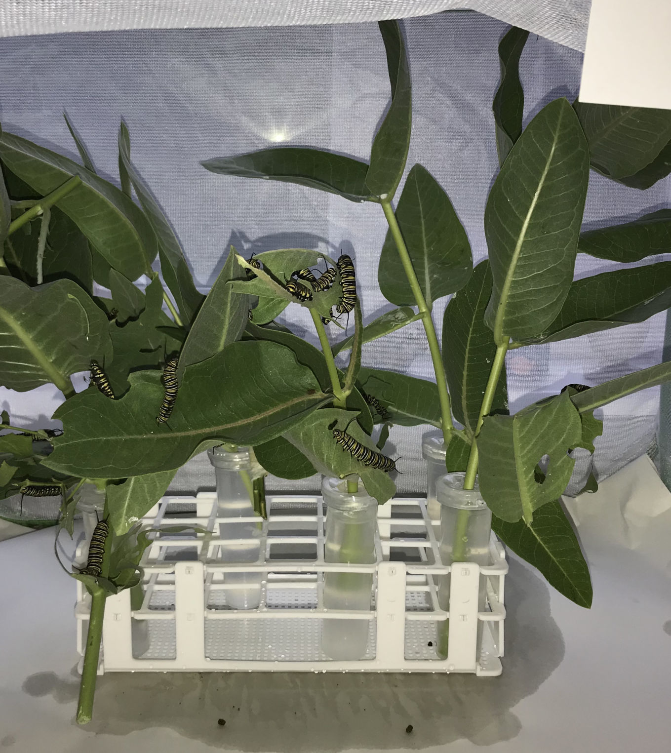 Caterpillars and Milkweed
